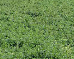 牧草、苜蓿草